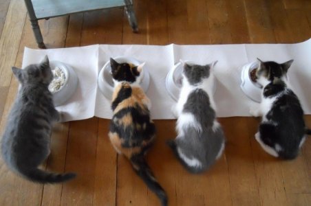catseating.jpg