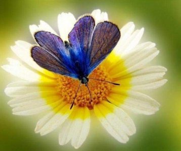 butterflyondaisy.jpg