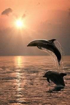 FB_IMG_1680808413350.jpg