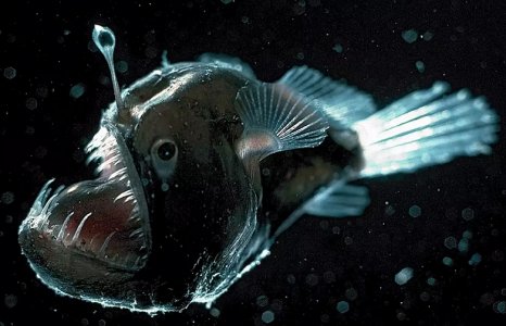 anglerfish.jpg