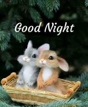 bunnies goodnight.jpg