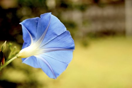 good morning glory.jpeg