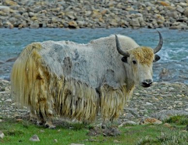 yak.jpg