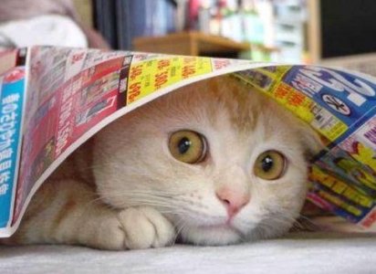 hidingkitten.jpg