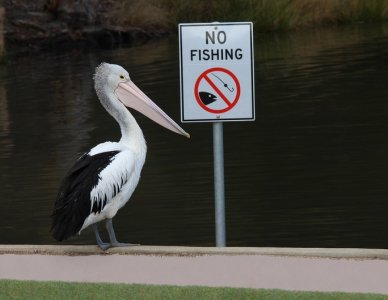 nofishing.jpg