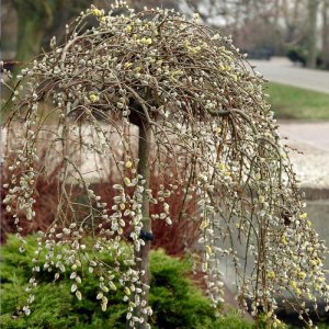 Weeping_pussy_willow_5_BB.jpg