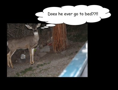 deer feeding best shot 25% with caps.jpg