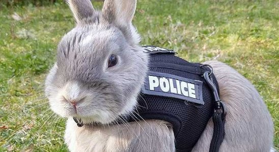 police.jpeg