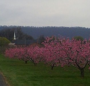 6ab55ce9b028cae57d08f0c140416e2e--apple-blossoms-west-virginia.jpg
