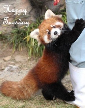 happy tuesday 2.jpg