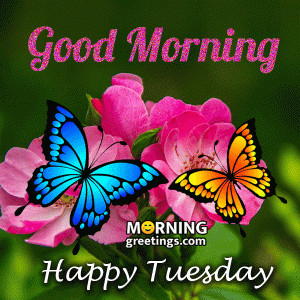 Good-Morning-Happy-Tuesday-Gif-Image.gif