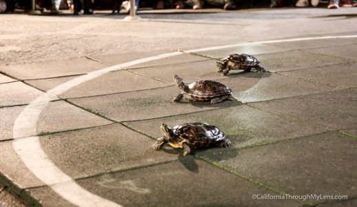 turtle-racing-1.jpg
