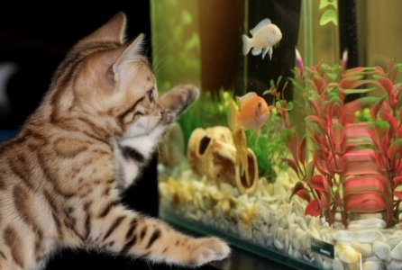 kittenwithaquarium.jpg