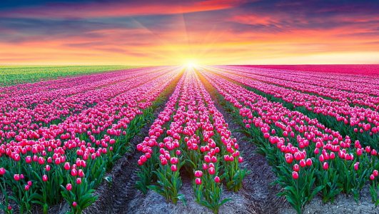 flowers-tulip-earth-field-wallpaper-preview.jpg
