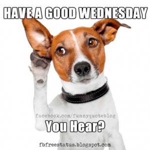 Wednesday ear.jpg