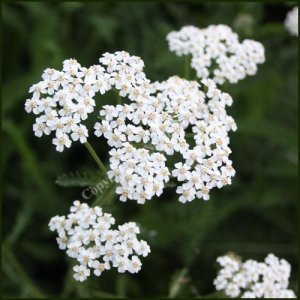Yarrow.jpg
