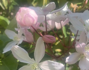 1681932503171.jpeg 1681932503171.jpeg