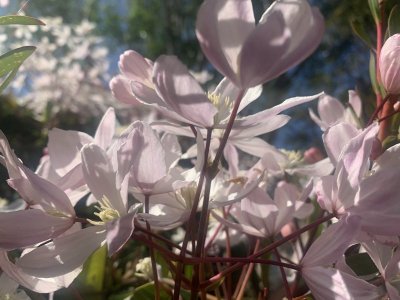 1681932538478.jpeg 1681932538478.jpeg