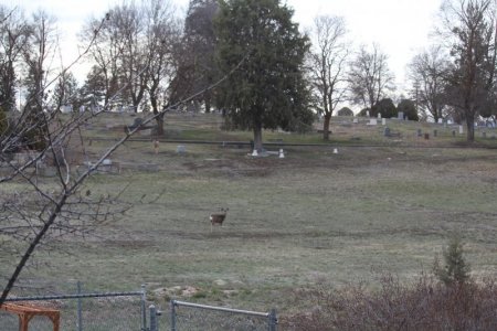 meadow deer.jpg 1.jpg
