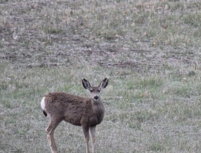 meadow deer close up.jpg