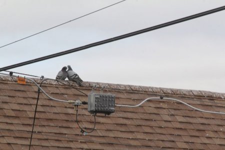 doves 2.jpg