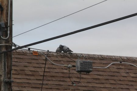 doves 3.jpg