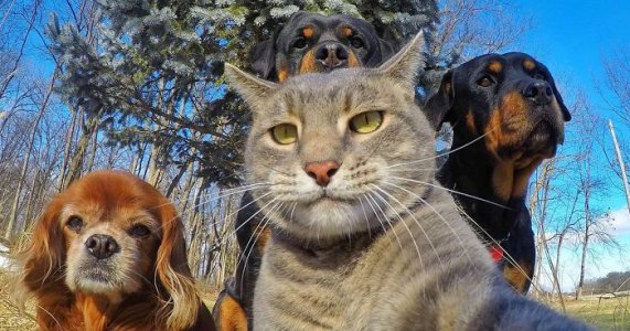 funny-animal-selfies-fb__700-png.jpg