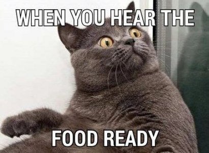 cat.jpg