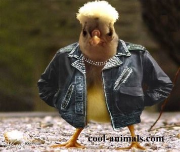 bikerchic.jpg
