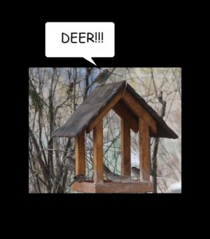 DEER.jpg