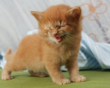 cryingkitty.jpg
