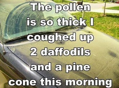 Pollen-vi.jpg
