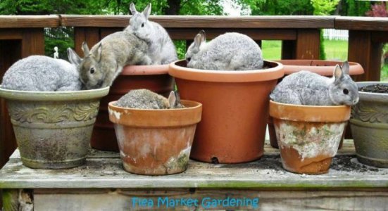 pots.jpg