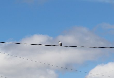 bird on a wire.jpg