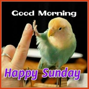 Sunday bird.jpg