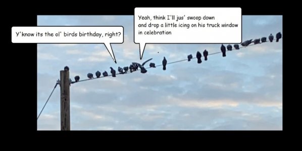 bday birds.jpg