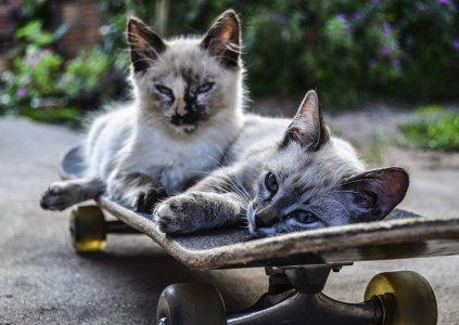 catsonskateboard.jpg