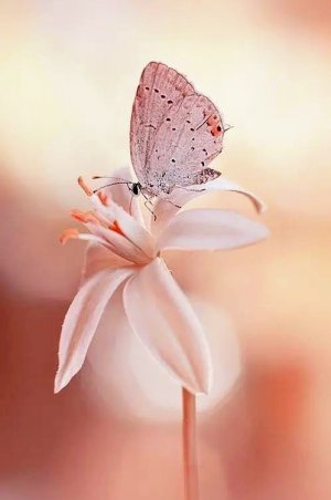 tumblr_5779450528958ffb35cc2c9705025d12_e2509309_500.jpg