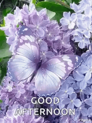 greetings-good-afternoon.gif