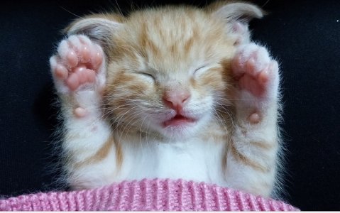 kitteninpink.jpg