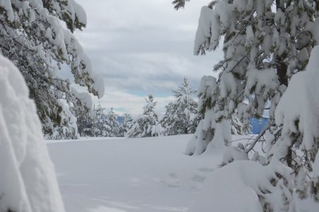 our back yard in winter.jpg our back yard in winter.jpg