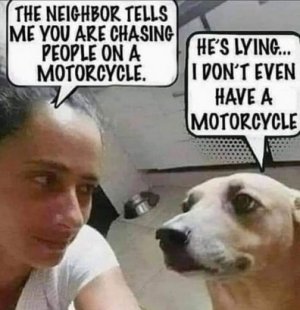 dog.jpg
