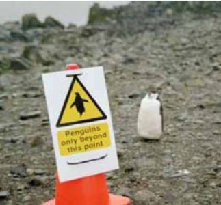 penguin.jpg
