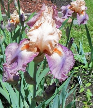 iris May 2017a.jpg