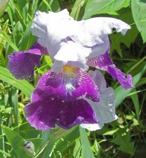 iris May 2017c.jpg
