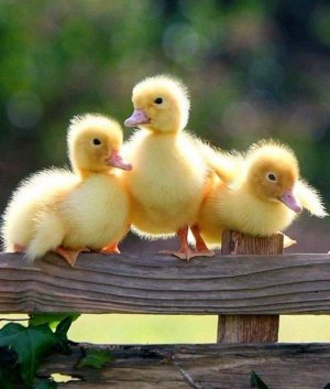 tumblr_38720047ebe2571a85fe19134c2323e5_df23c844_1280.jpg