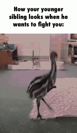 funny.gif