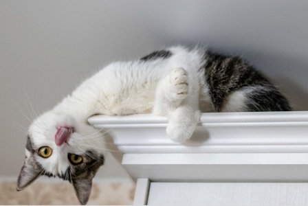 kittenonshelf.jpg