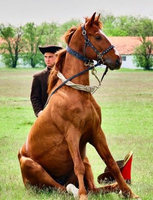 sitinghorse.jpg