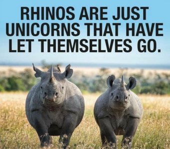 rhinos.jpg